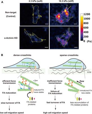 From stress fiber to focal adhesion: a role of actin crosslinkers in force transmission